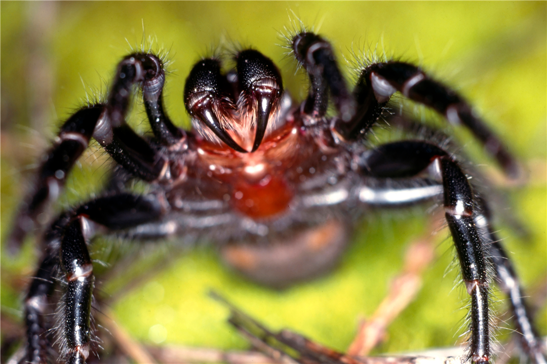 这些蜘蛛为何对人类如此致命?科研人员:不幸的进化巧合