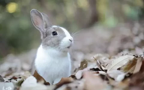 属兔子和什么属相对好，属兔的和什么属相最配最合适呢