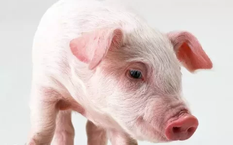 属猪人命里最苦的出生月份，属猪的人哪个月份出生的命运最好