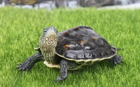 草龟最爱吃的10种食物，草龟吃什么食物