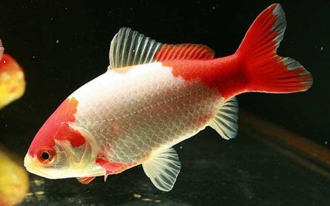 金鱼什么品种最好养不死，十大最好养的金鱼是什么？