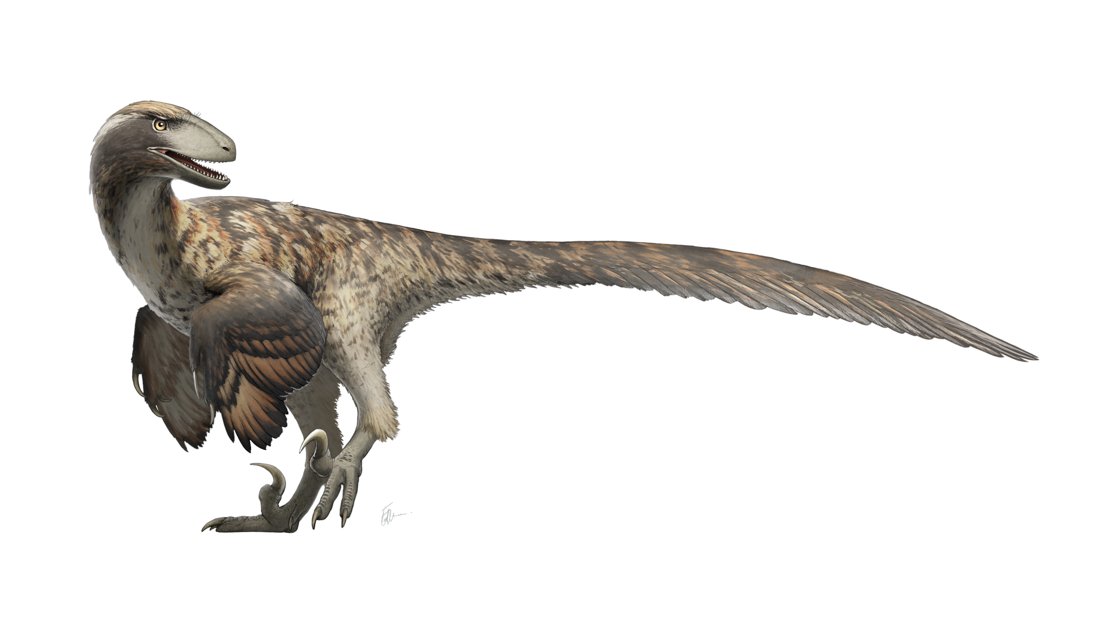 前爪带羽毛的恐龙图片