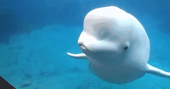 白鲸表情包图片