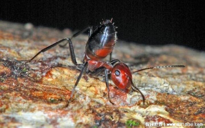 世界上最大的蚂蚁图片图片
