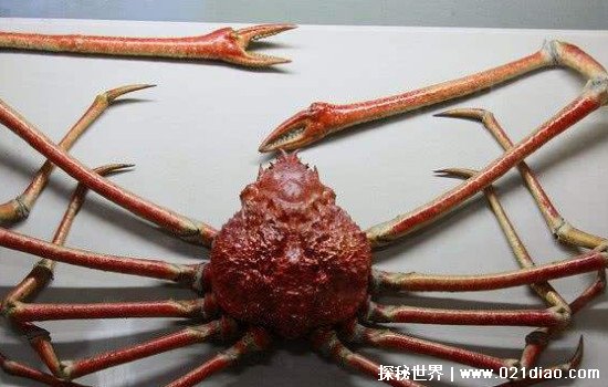 世界上最大的螃蟹,日本杀人蟹(重达40斤/腿长42米)