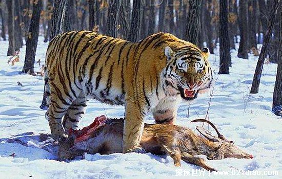 苏联捕杀最大的东北虎图片